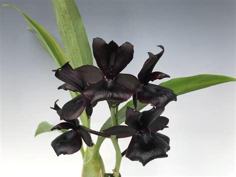 The Monnierara Millennium Magic Orchid: A Breakthrough in Orchid Hybridization
